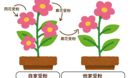 烧大香和小香的区别网 - 为你提供烧大香的图片、烧大香和小香的区别图片